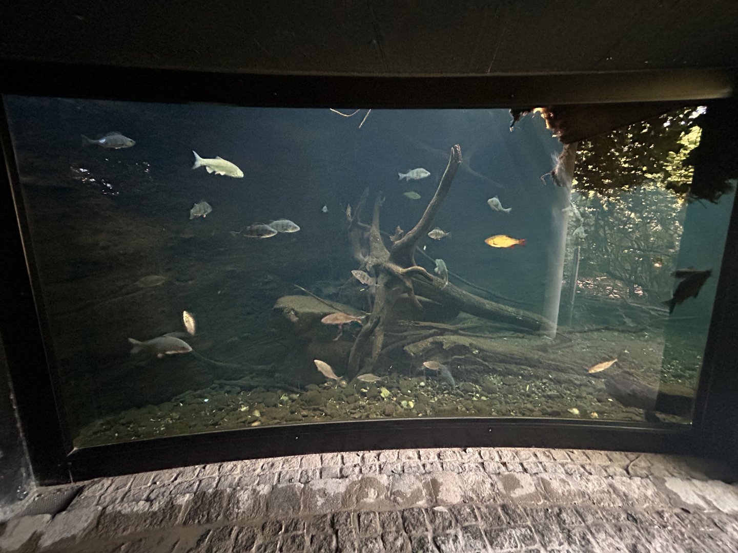 Native Fish Exhibit (1 of 3)