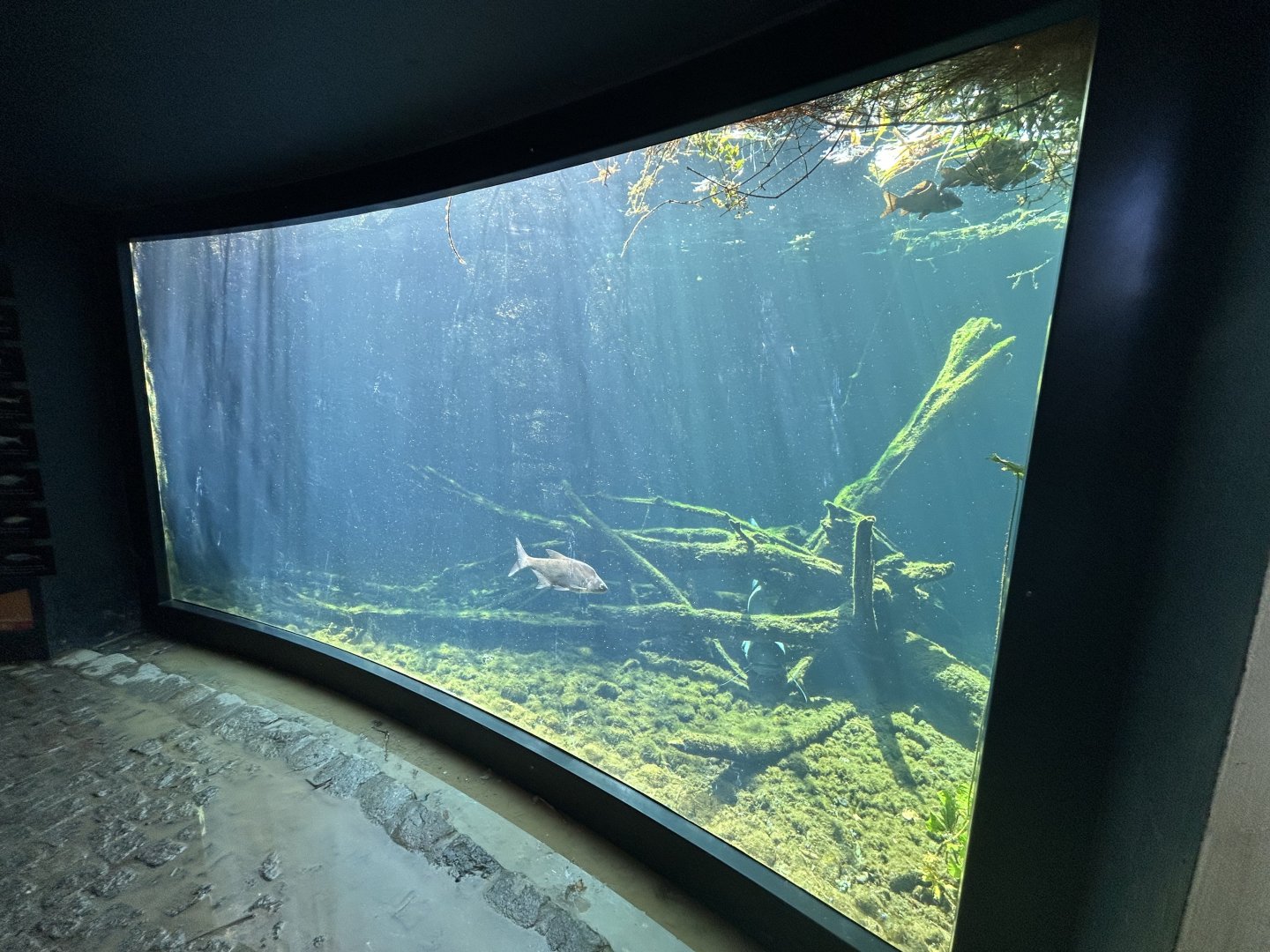 Native Fish Exhibit (1 of 3)