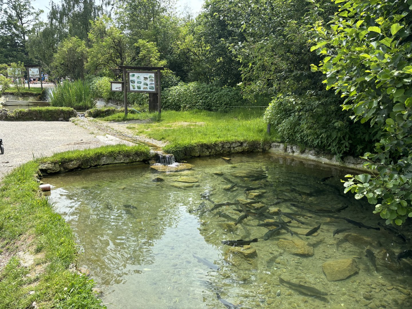 Native Fish Pond at Wildpark Poing