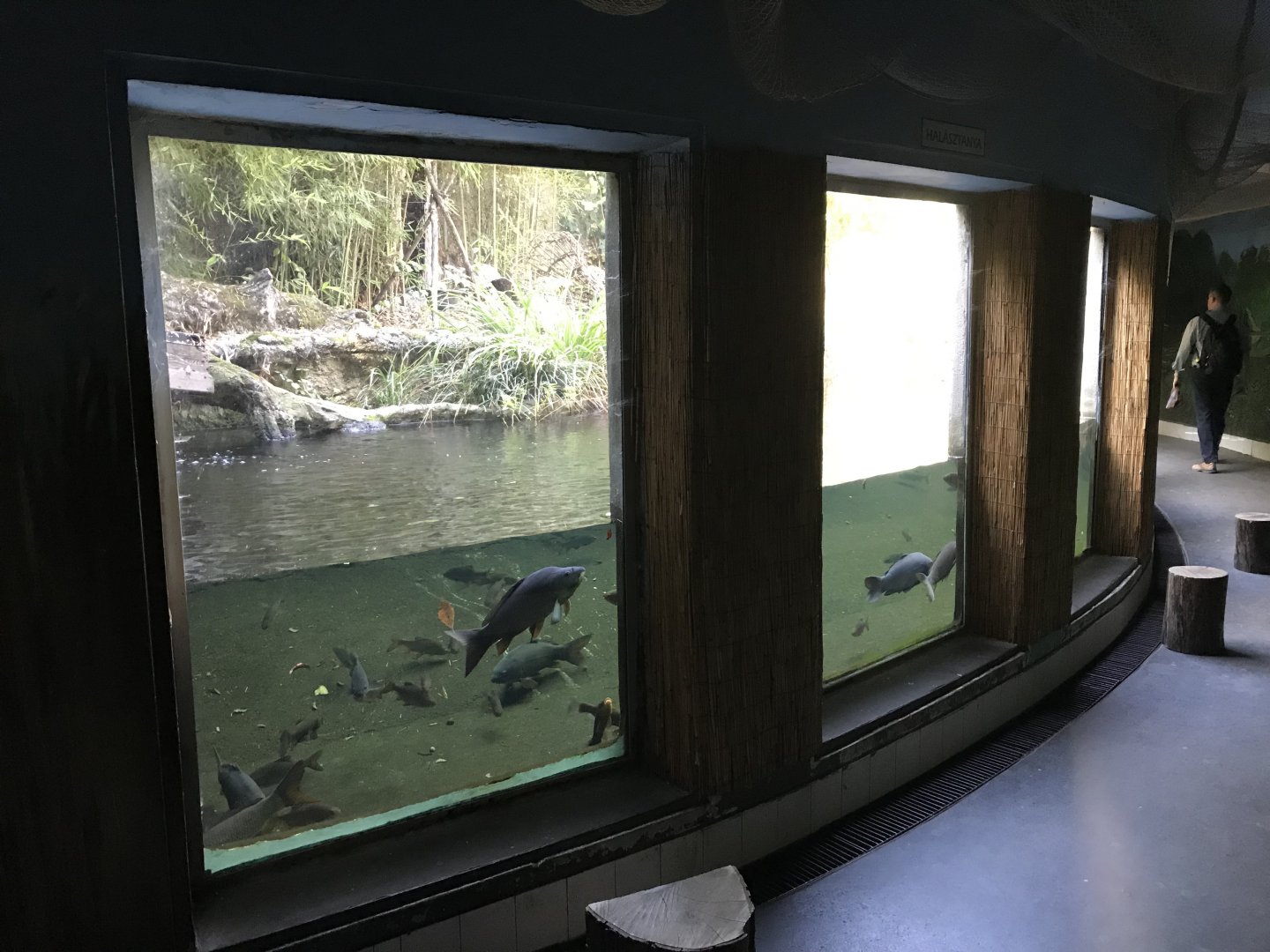 Native Fish Species exhibit 171018