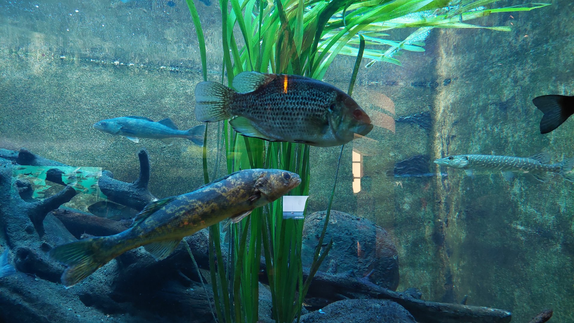 Native fish tank- Walleye, Rock bass, Northern pike