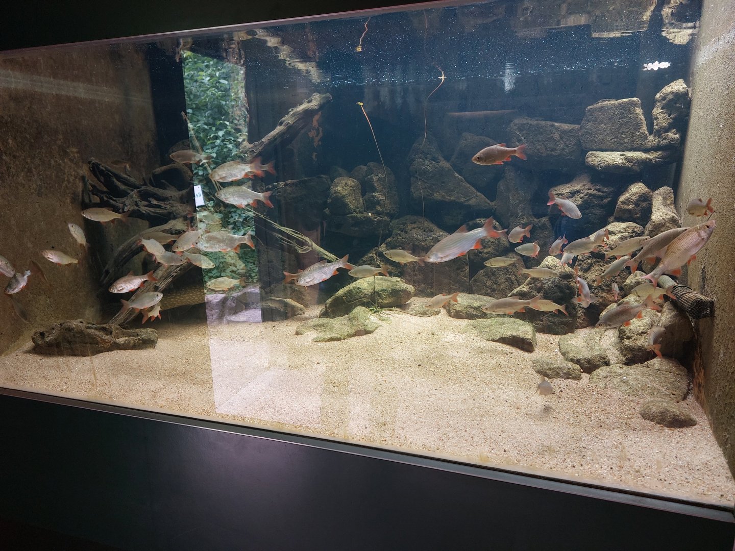 Native fish tank