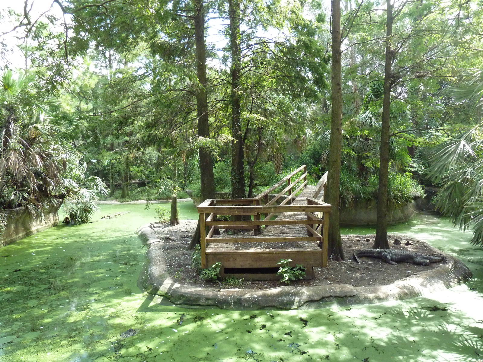 Native Florida - American Alligator Exhibit