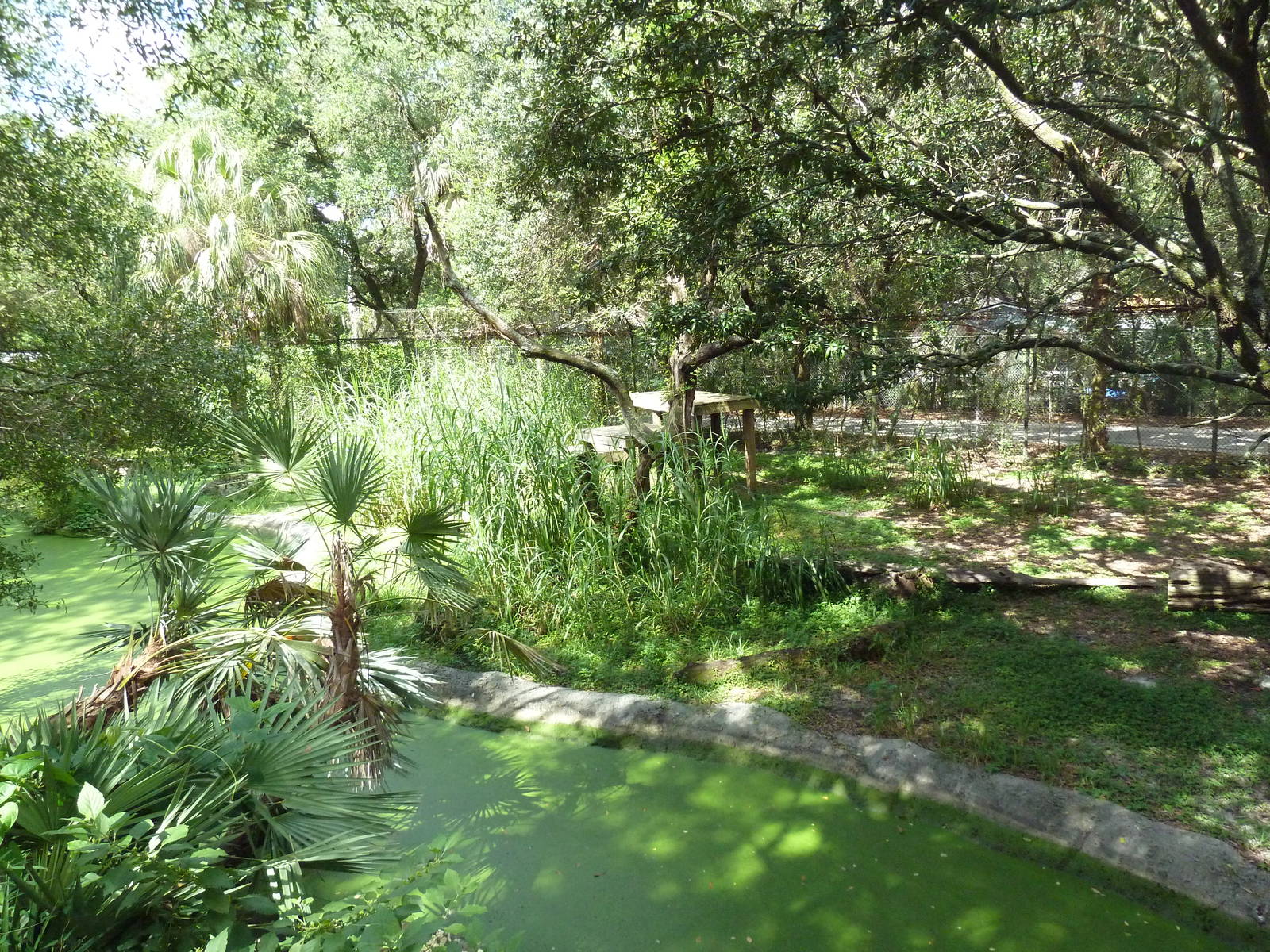 Native Florida - American Black Bear Exhibit