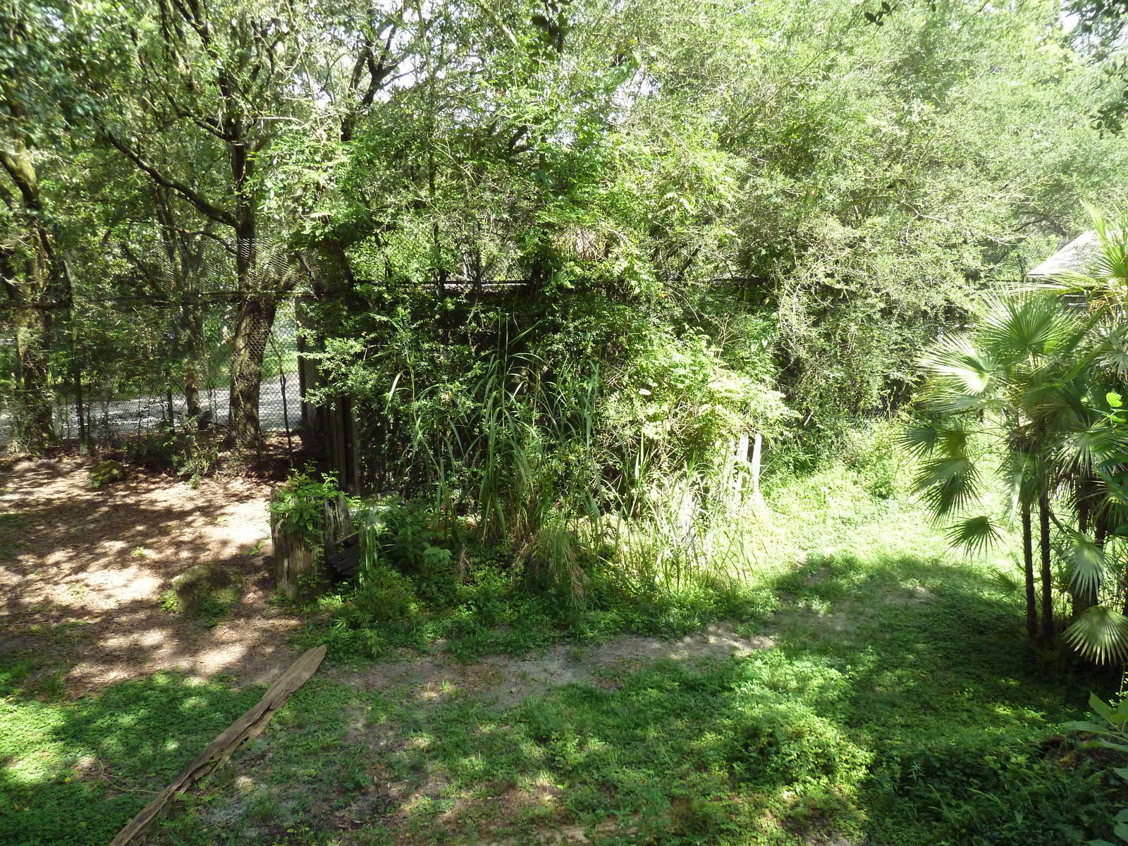 Native Florida - American Black Bear Exhibit