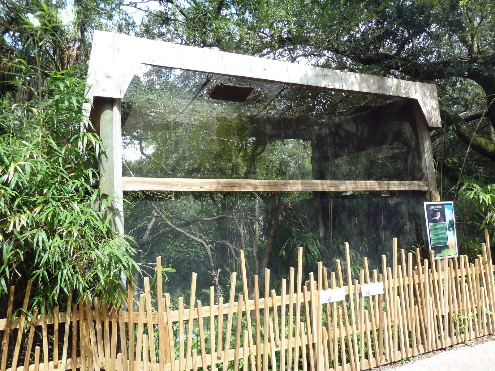 Native Florida - American Kestrel Exhibit