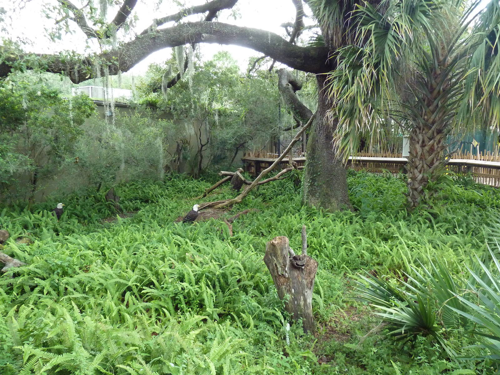 Native Florida - Bald Eagle Exhibit