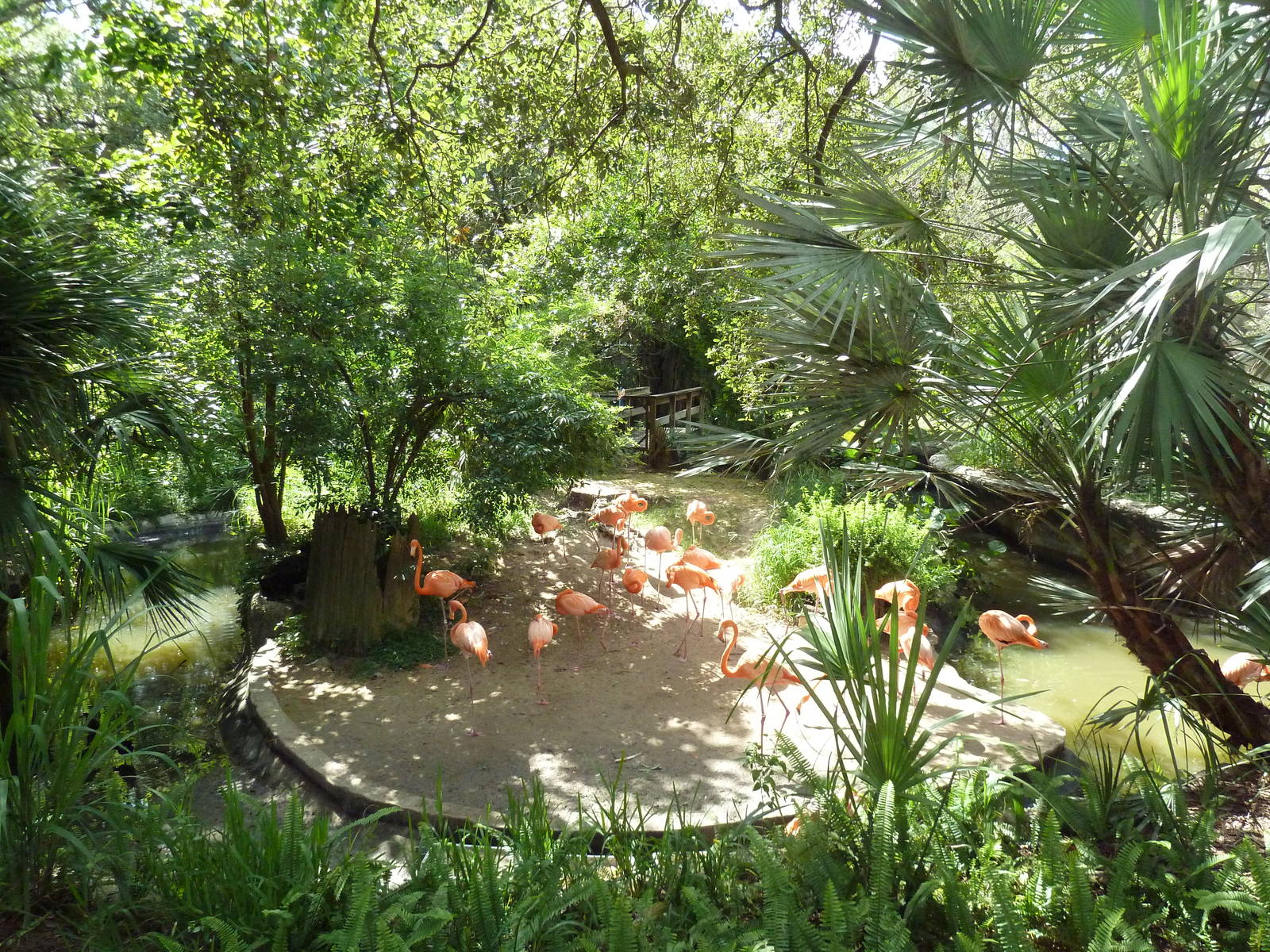 Native Florida - Caribbean Flamingo Exhibit
