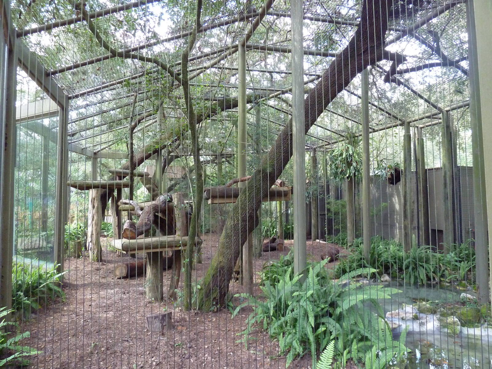 Native Florida - Florida Panther Exhibit