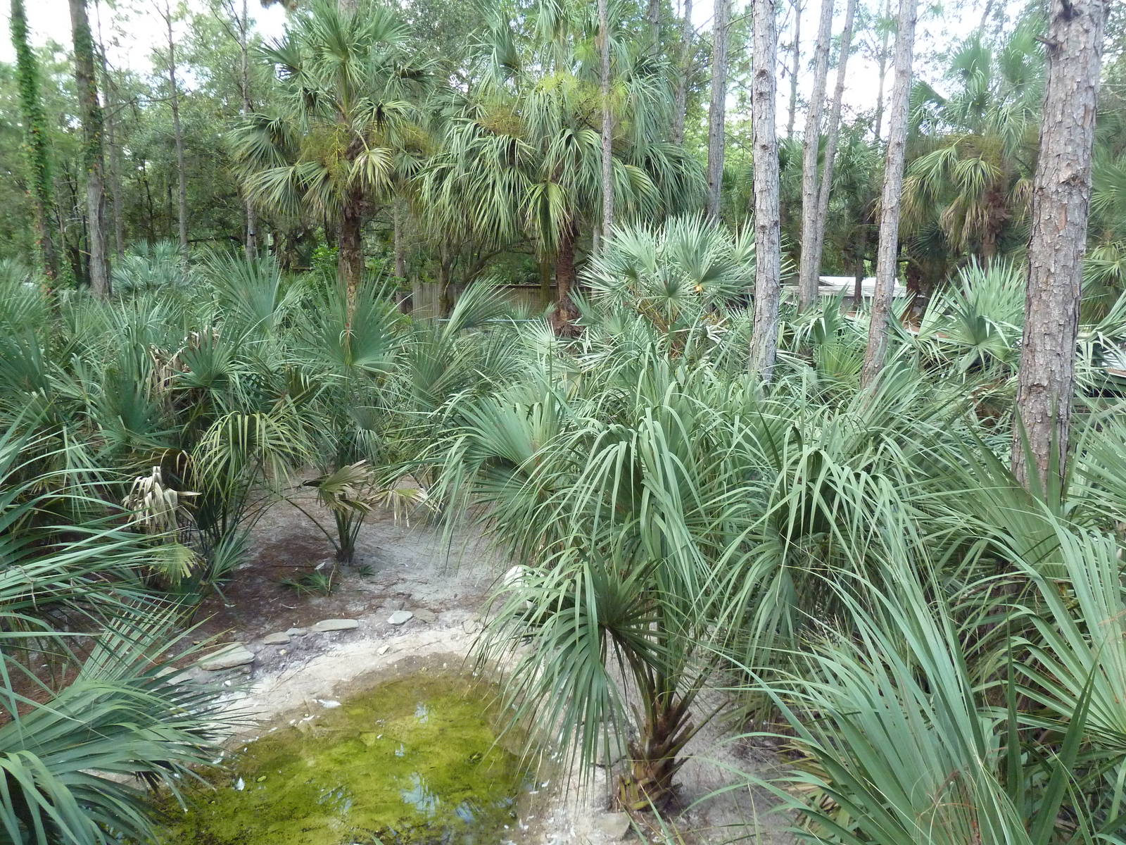 Native Florida - Key Deer/Whooping Crane Exhibit