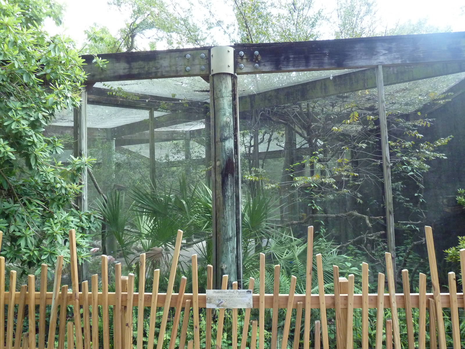 Native Florida - Mauritius Pink Pigeon Exhibit
