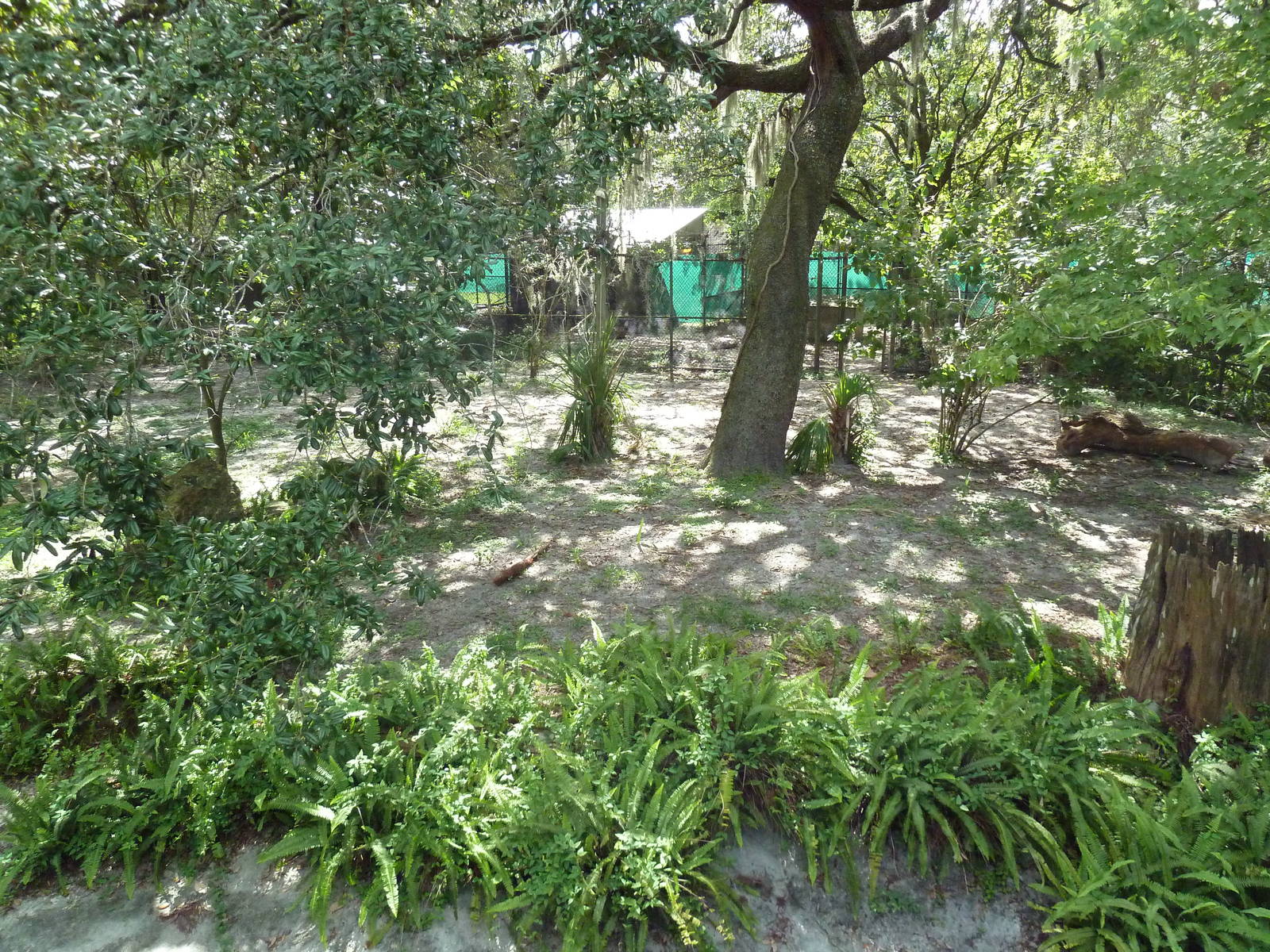 Native Florida - Red Wolf Exhibit