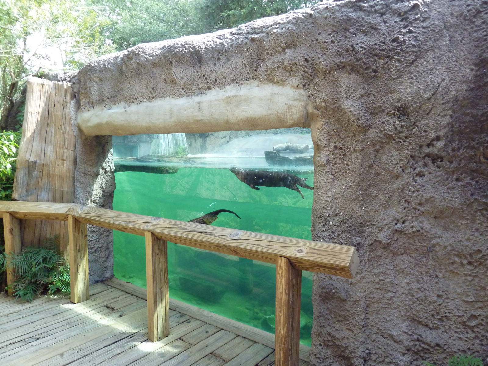 Native Florida - River Otter Exhibit
