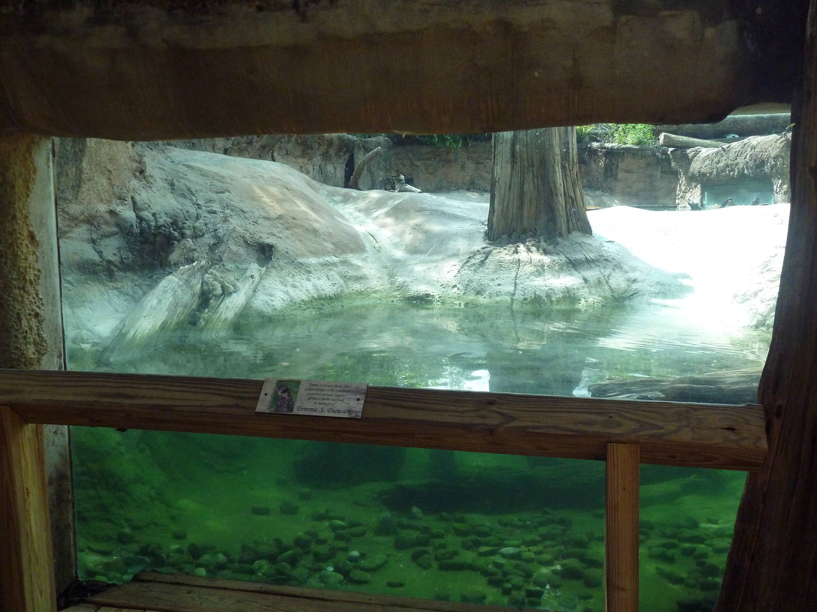 Native Florida - River Otter Exhibit
