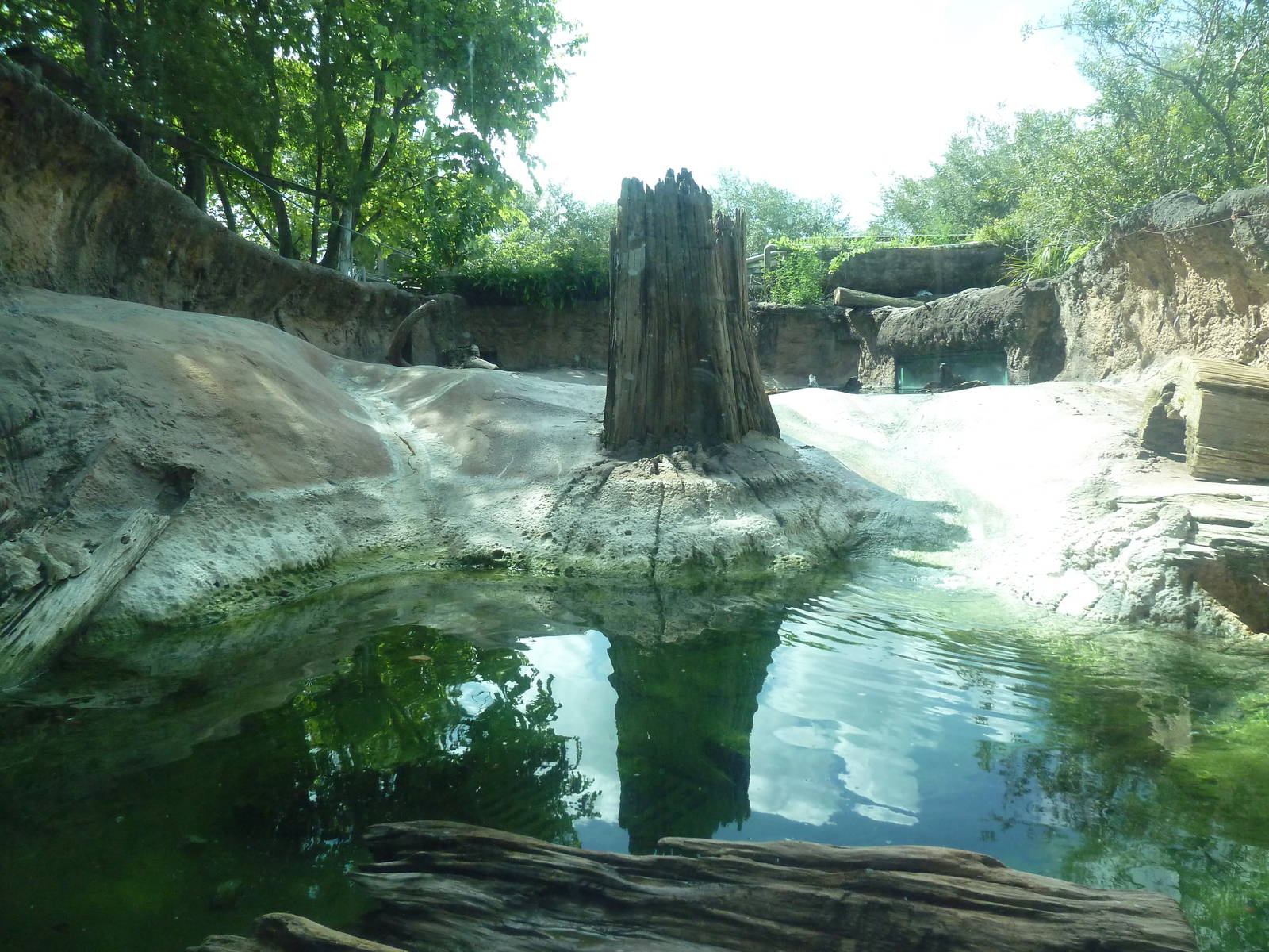 Native Florida - River Otter Exhibit