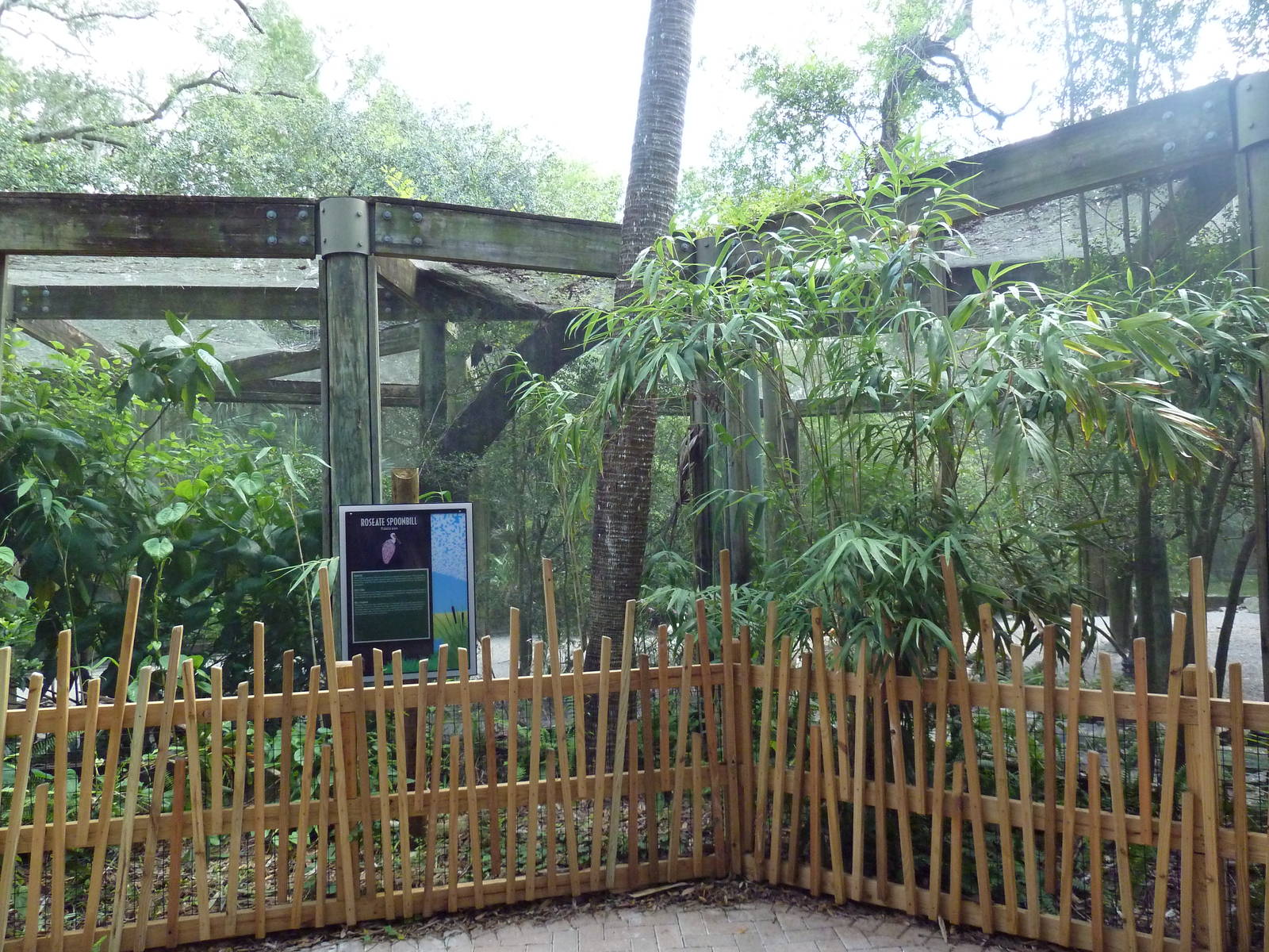 Native Florida - Roseate Spoonbill Exhibit