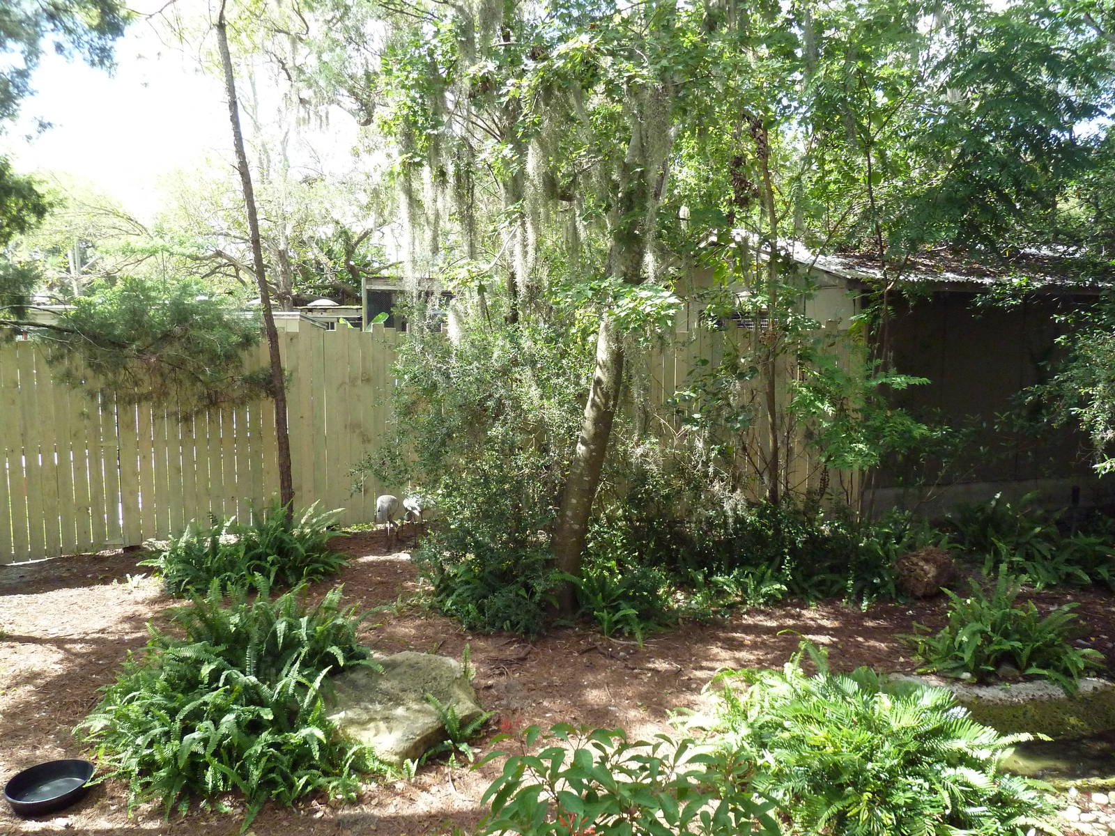 Native Florida - Sandhill Crane Exhibit