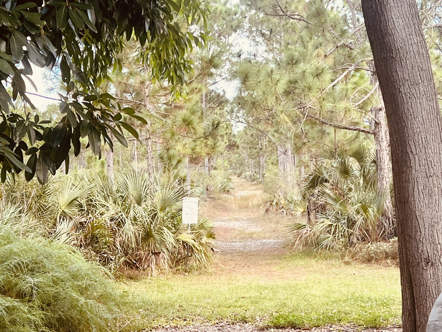 Native Forest Habitat - Pine Rocklands