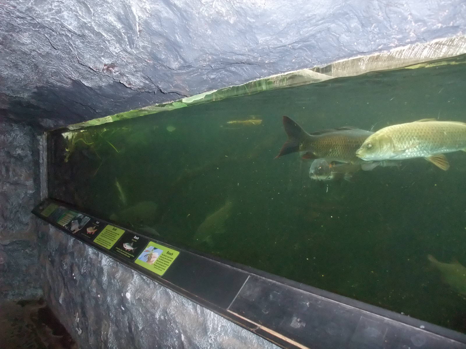 Native Freshwater Fish at the Palms: Final Visit, 08/08/10