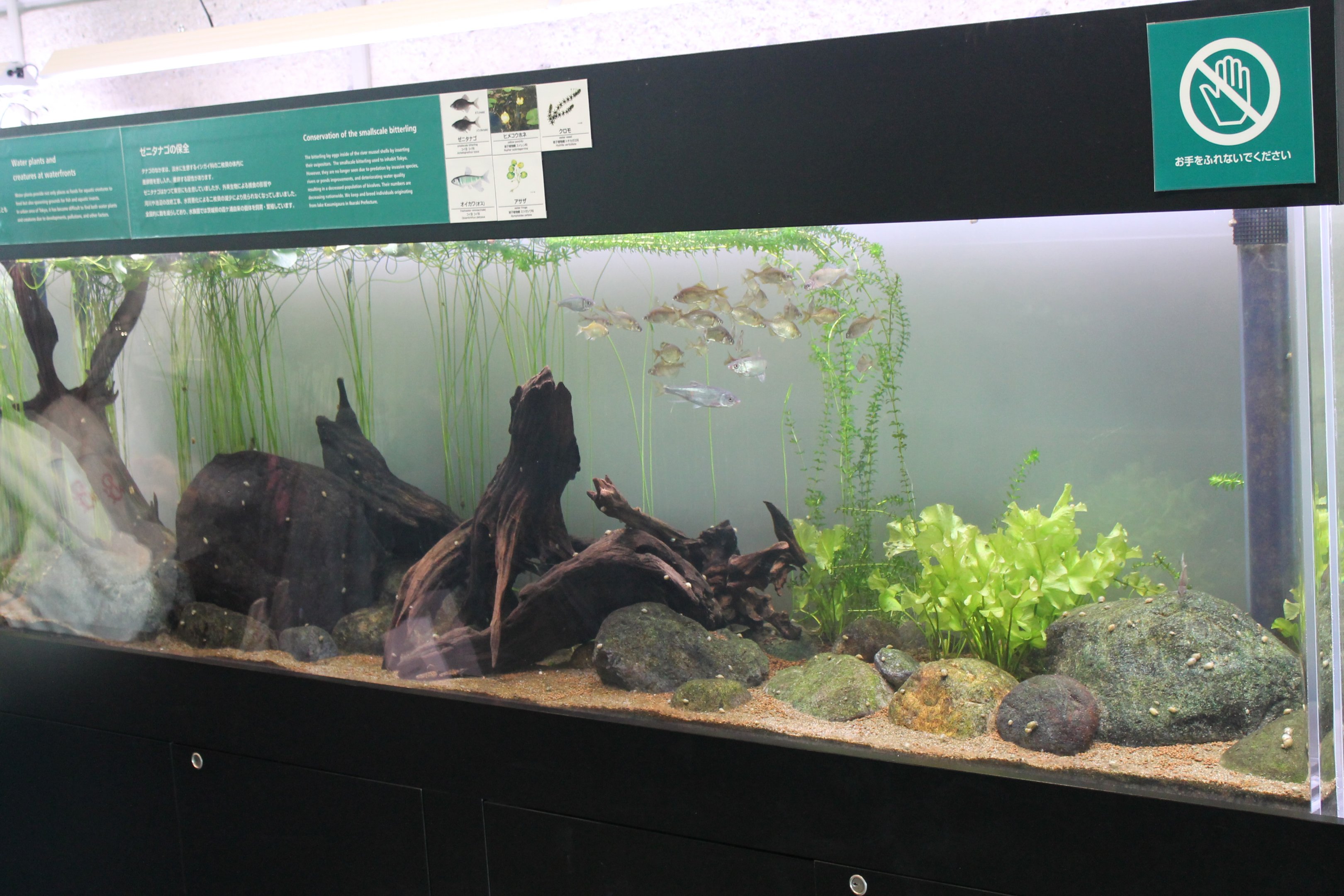 Native freshwater fish