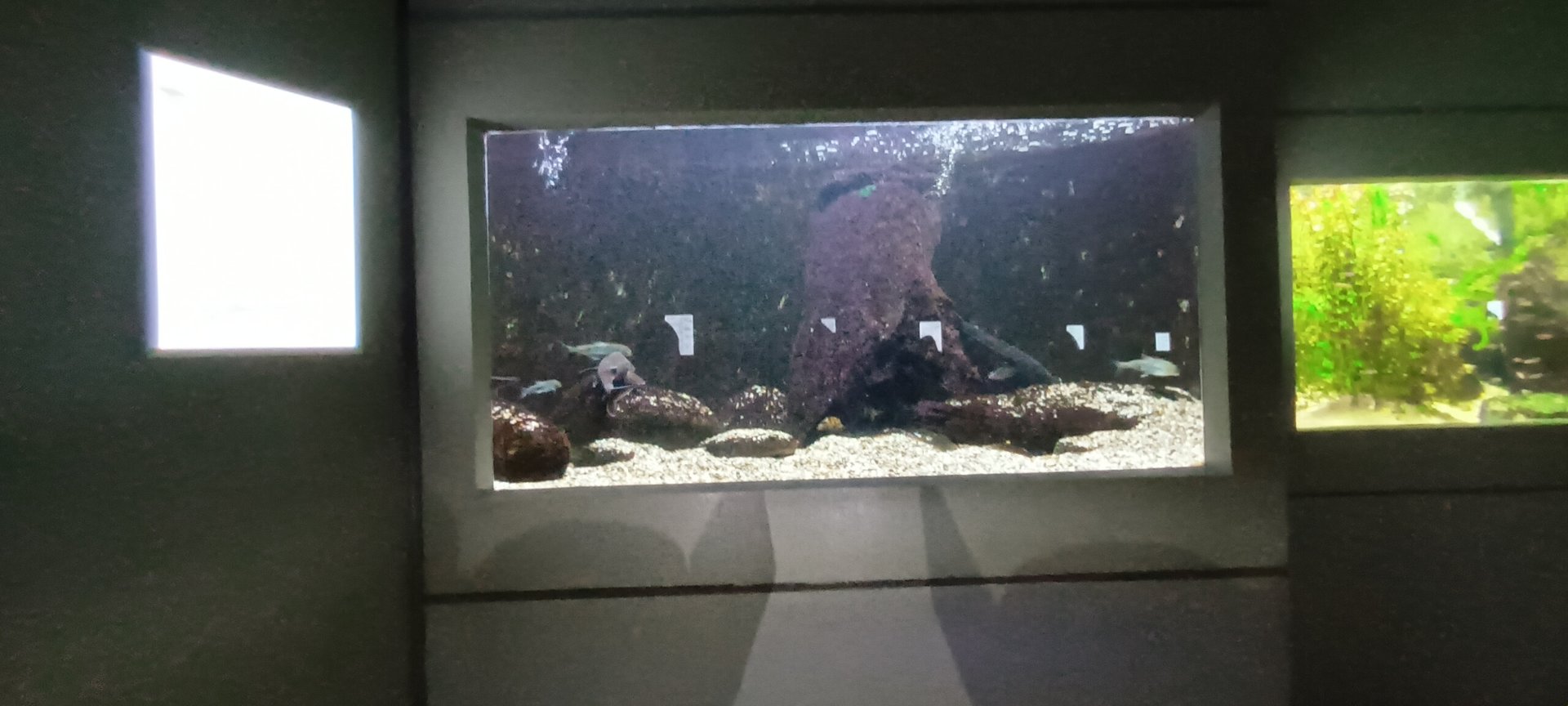 Native Freshwater special Fishes Tank