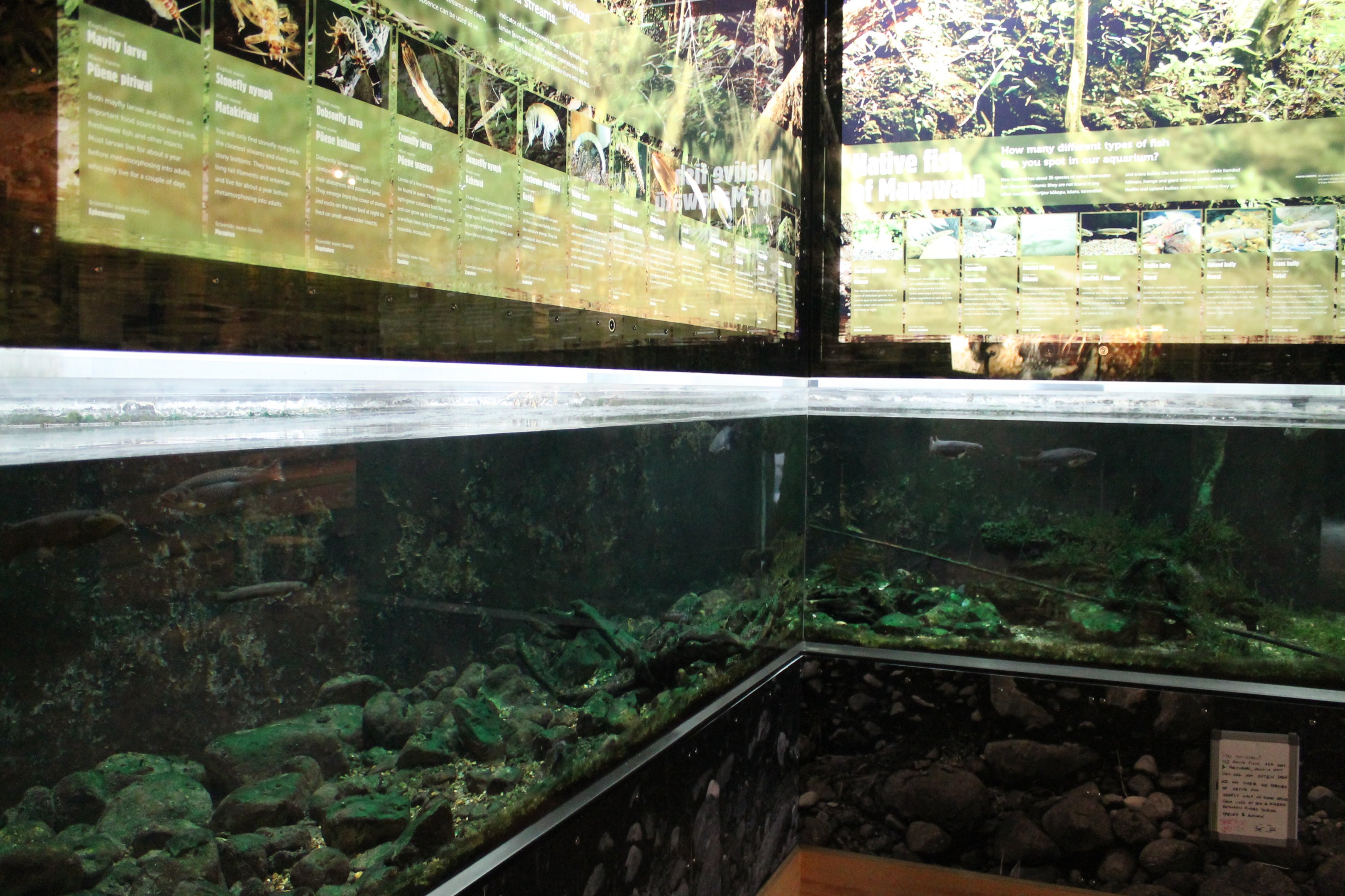 Native freshwater tank