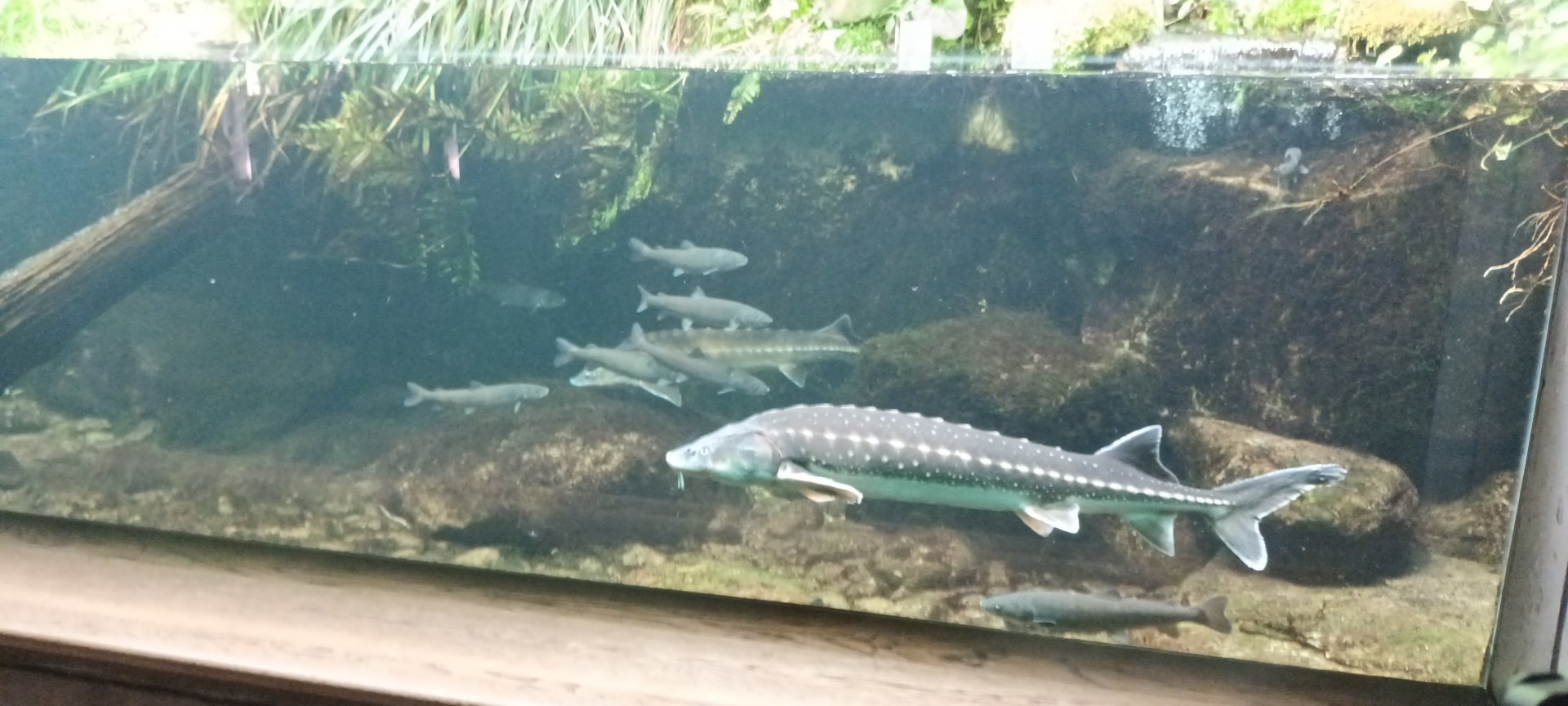 Native Freshwater Trout Creek Tank