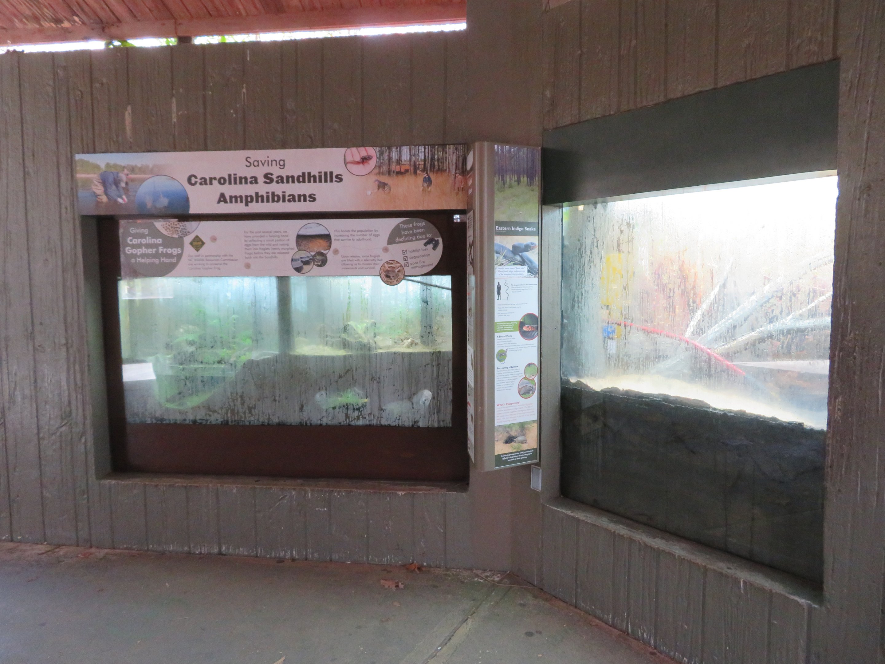 Native Herp Displays