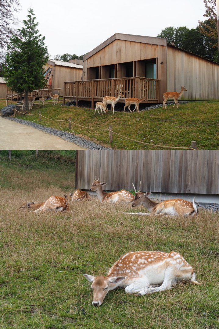 Native House lodge and Common fallow deer herd, 2020-09-03