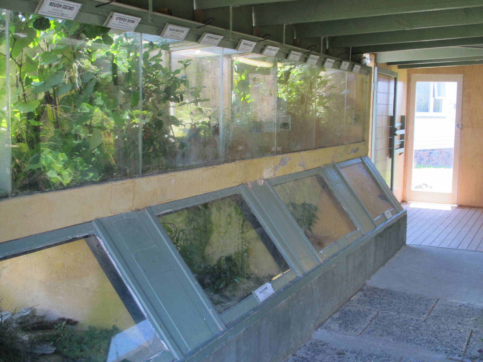 Native Lizard Exhibits at Ti Point Reptile Park