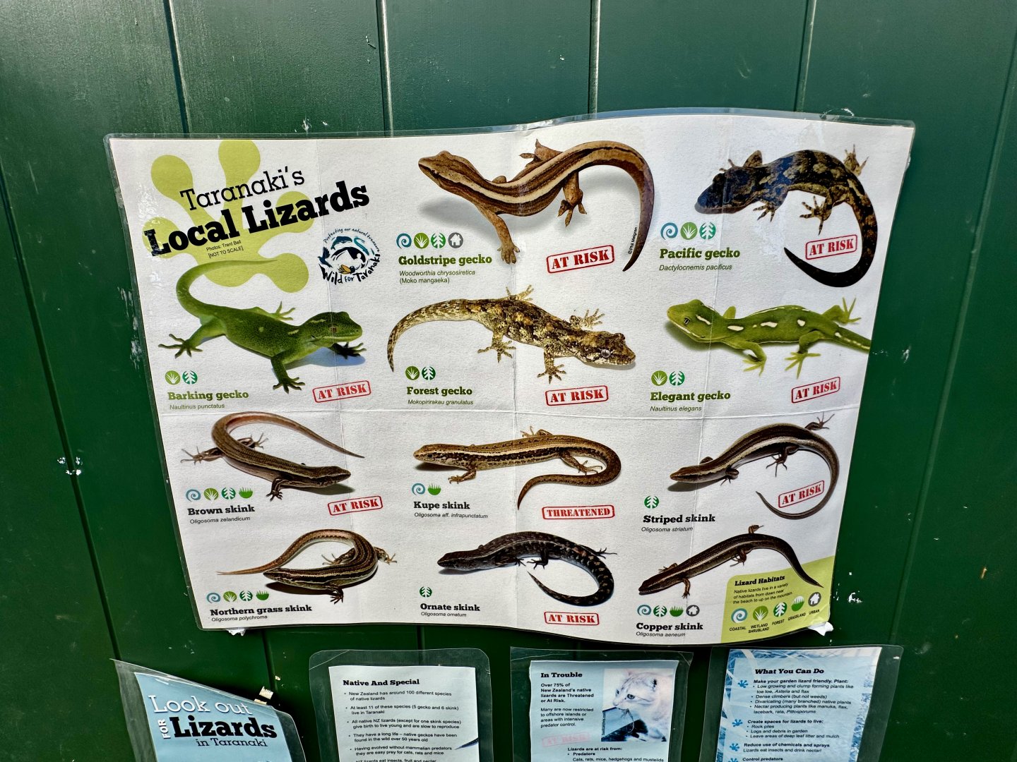 Native Lizard Species (Taranaki Region)