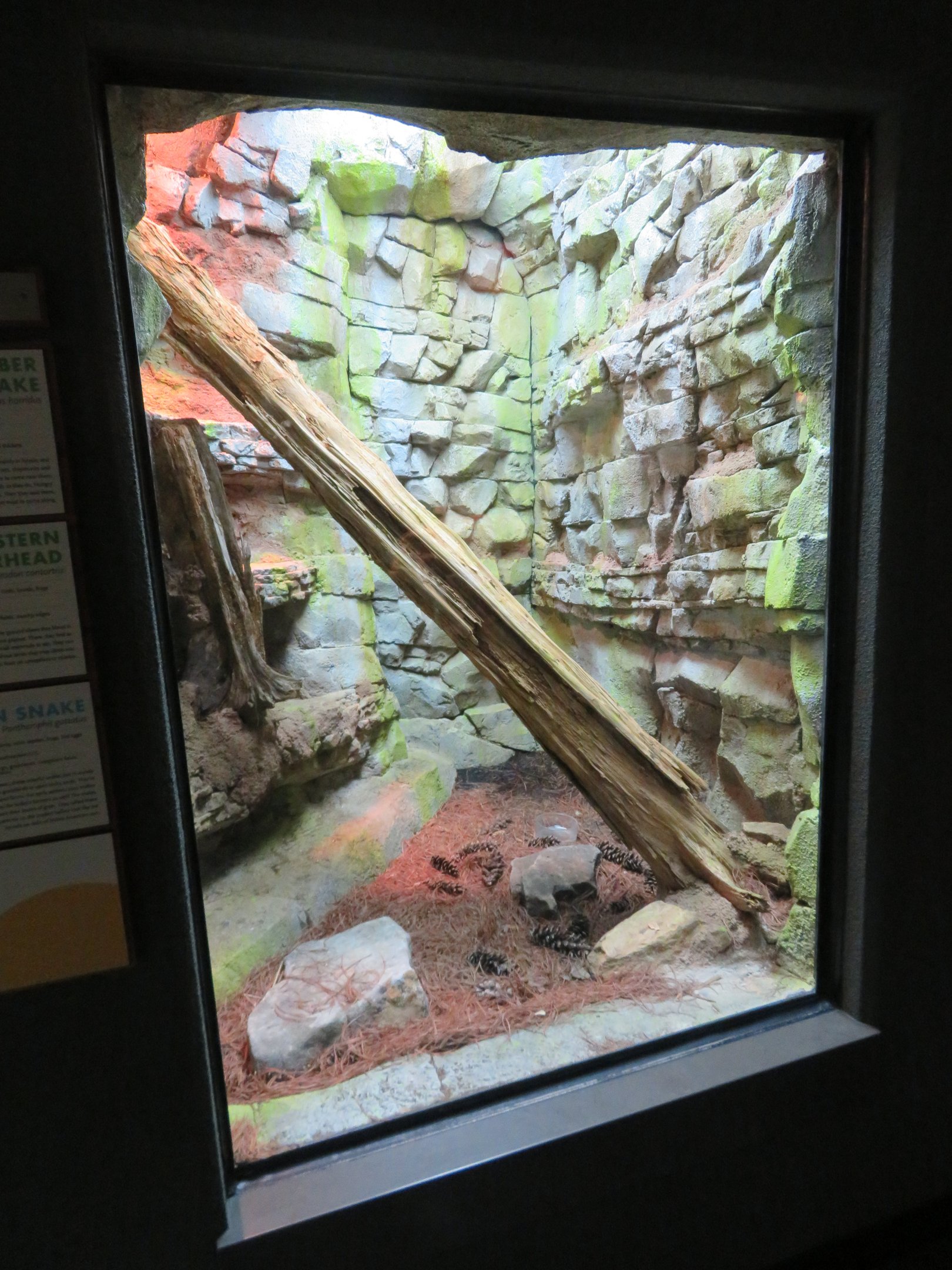 Native Rattlesnake Display