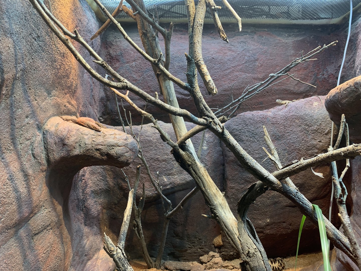 Native Reptile Mixed Exhibit