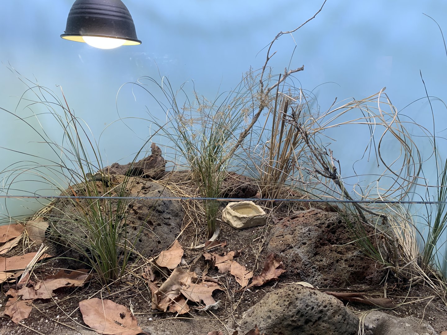 Native Reptile Mixed Exhibit