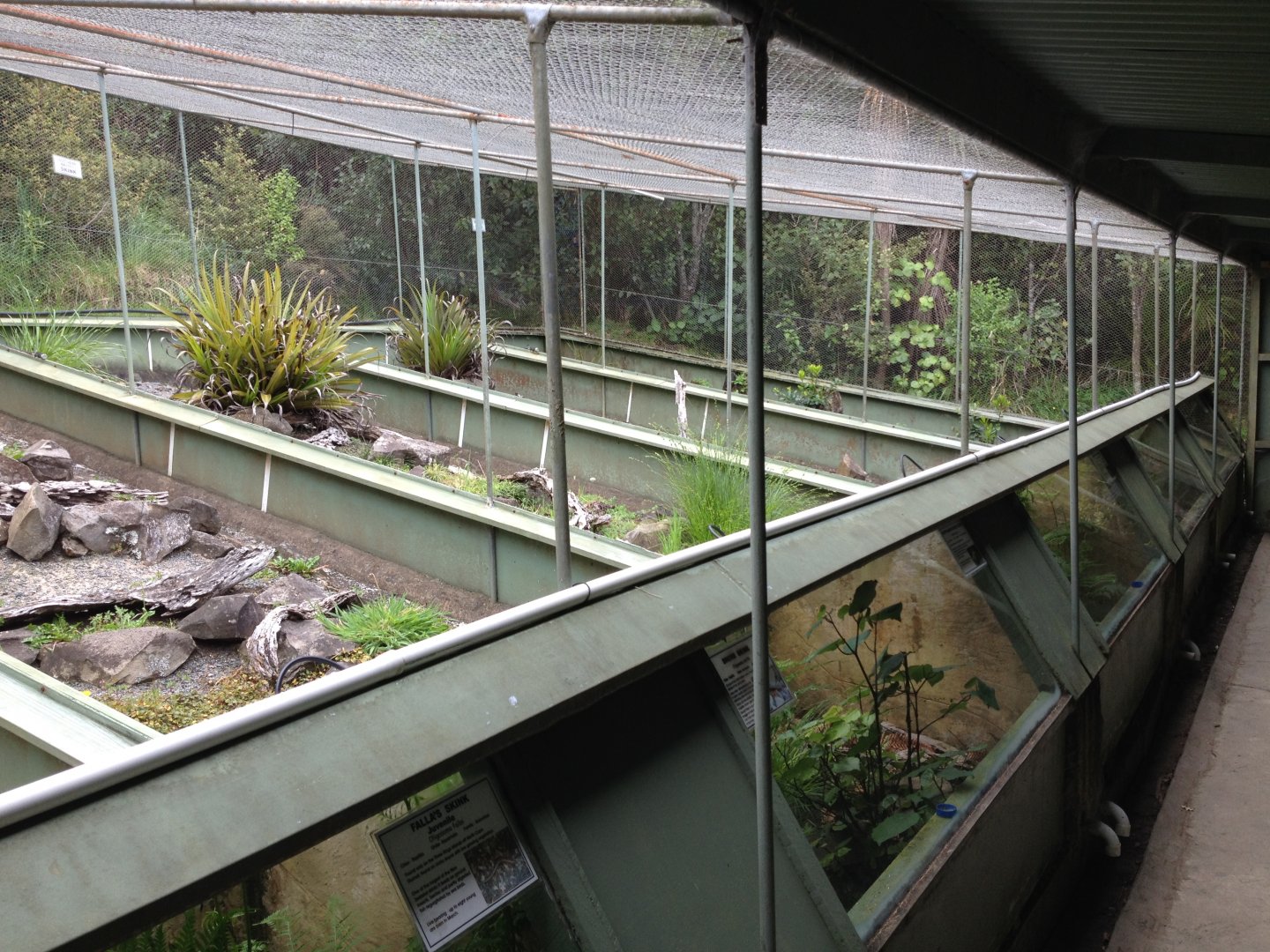 Native Reptiles exhibits