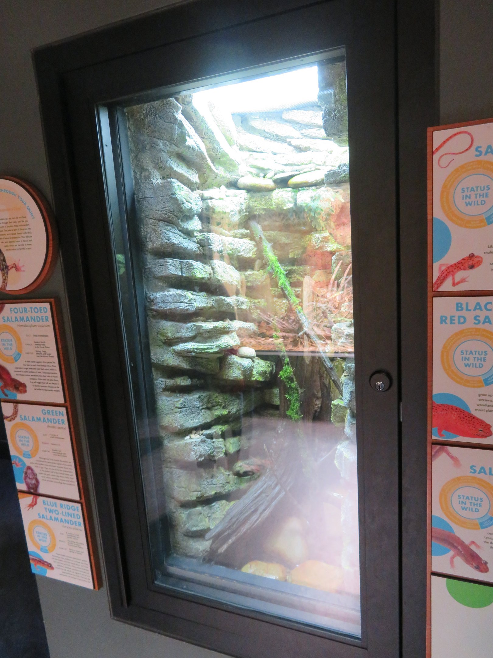 Native Salamander Display