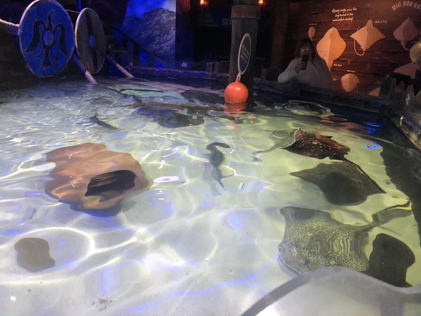 Native Sharks & Rays Tank at SEA LIFE Scarborough (September 2022)