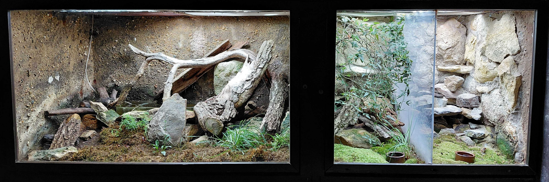 Native snakes exhibits