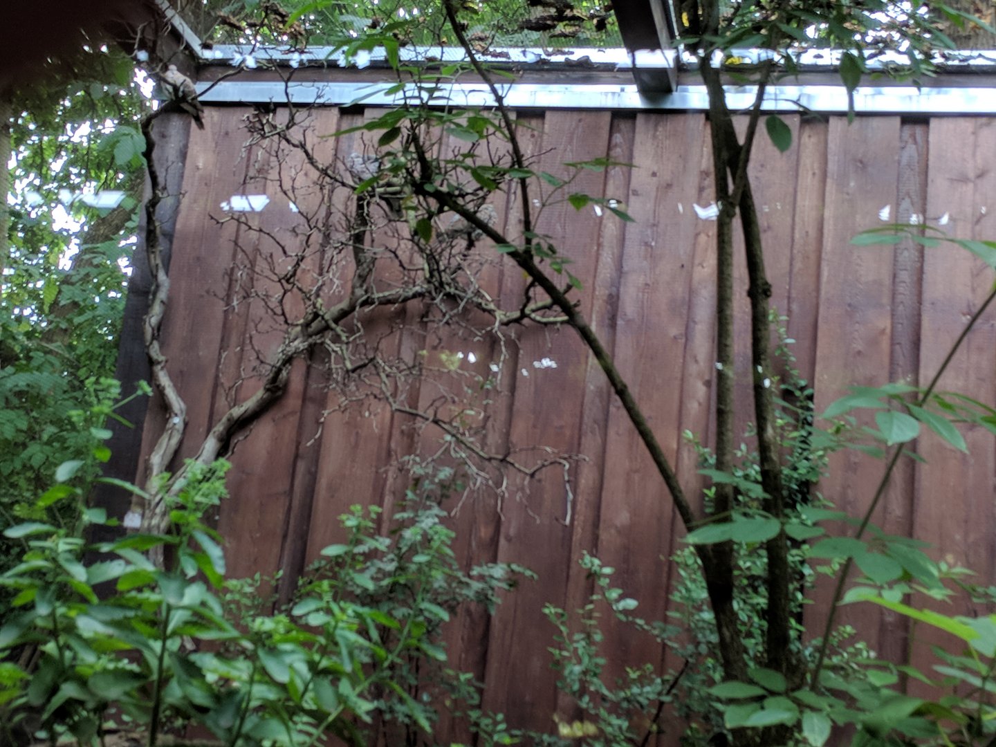 Native Songbirds Aviary left Side