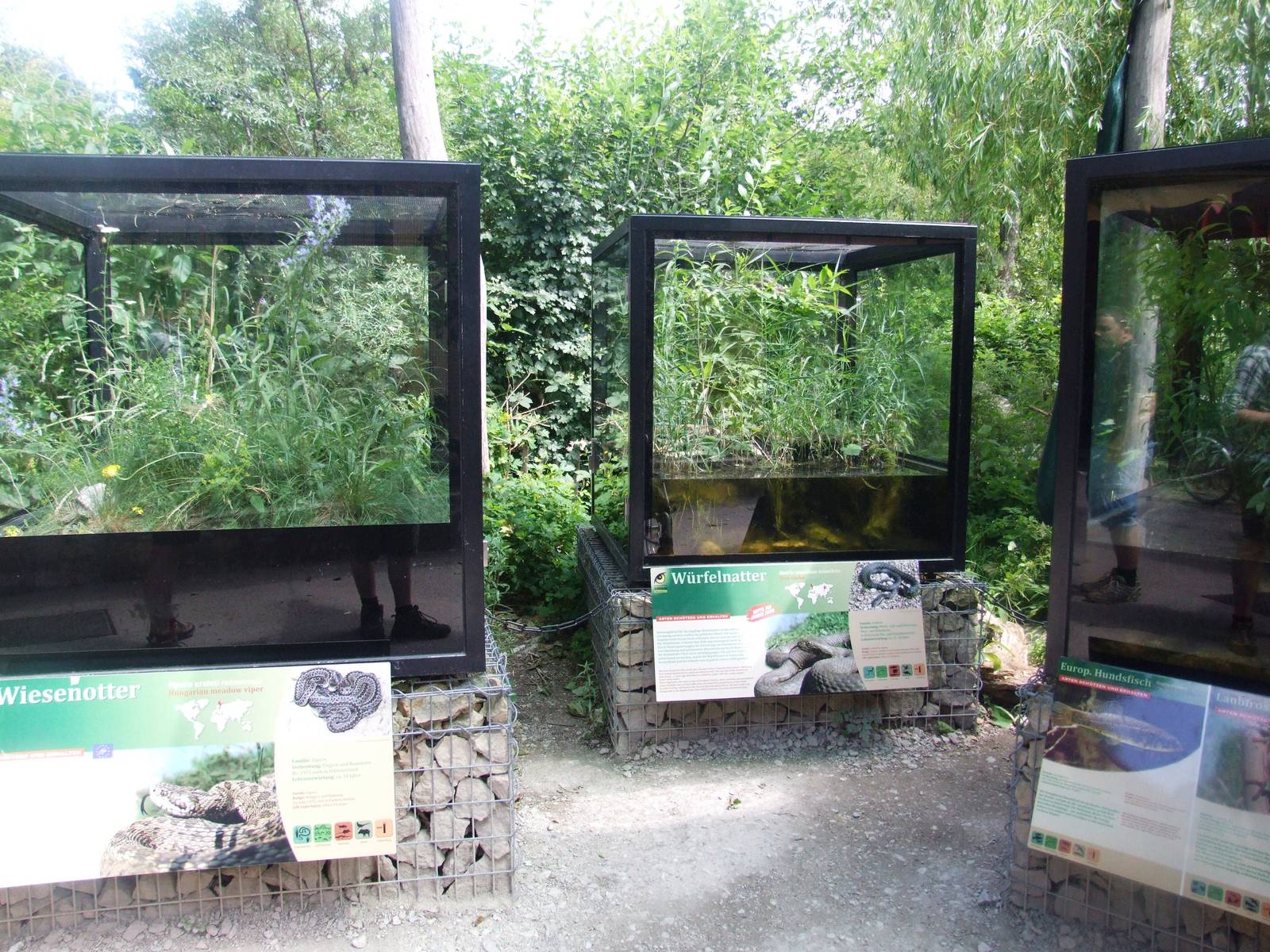 Native Species Vivaria at Vienna, 14/06/13