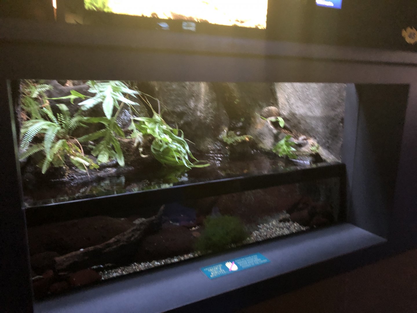 "Native Stream Life" Tank