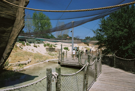 native Texas shorebirds