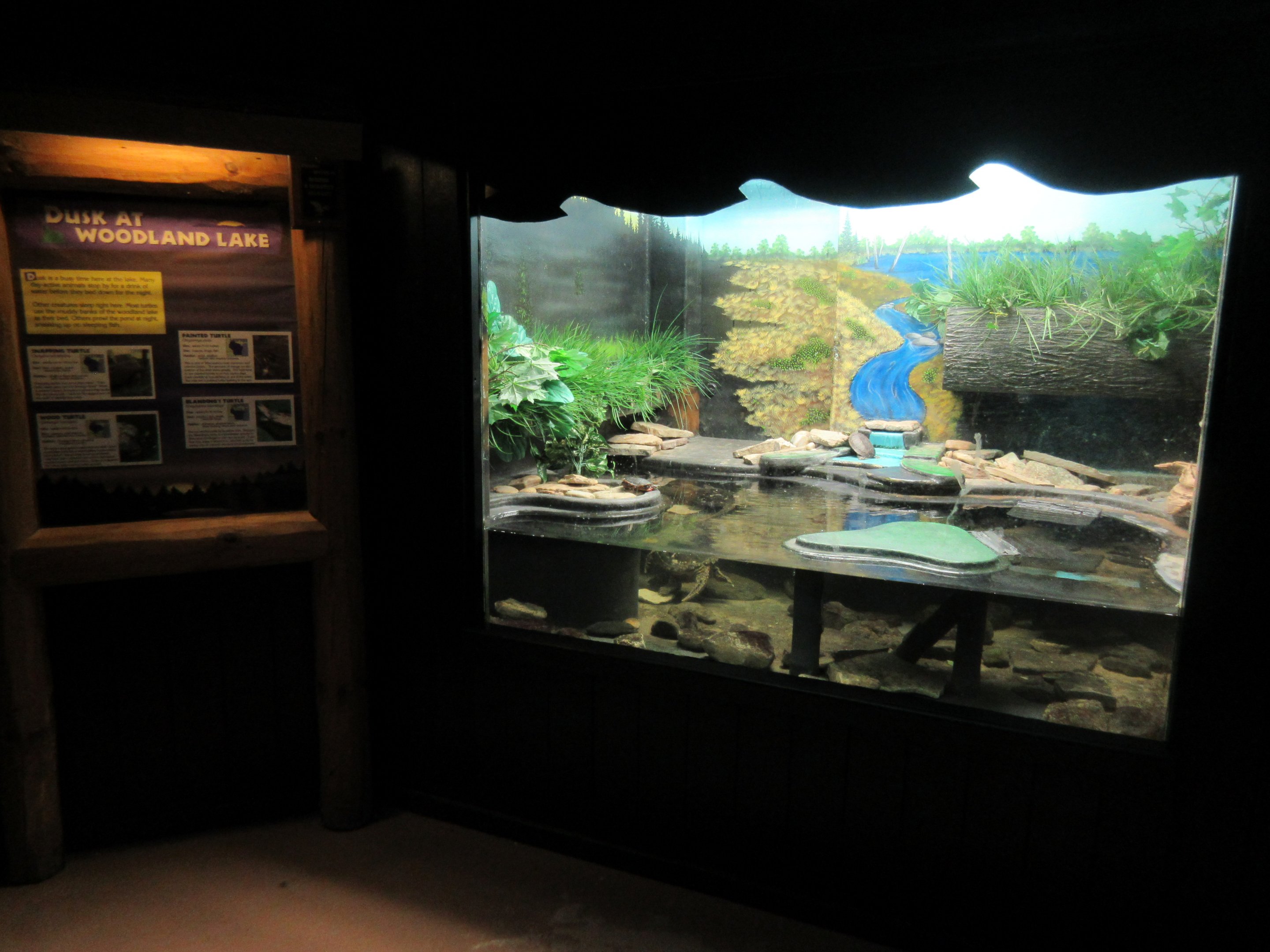 Native Turtle Exhibit