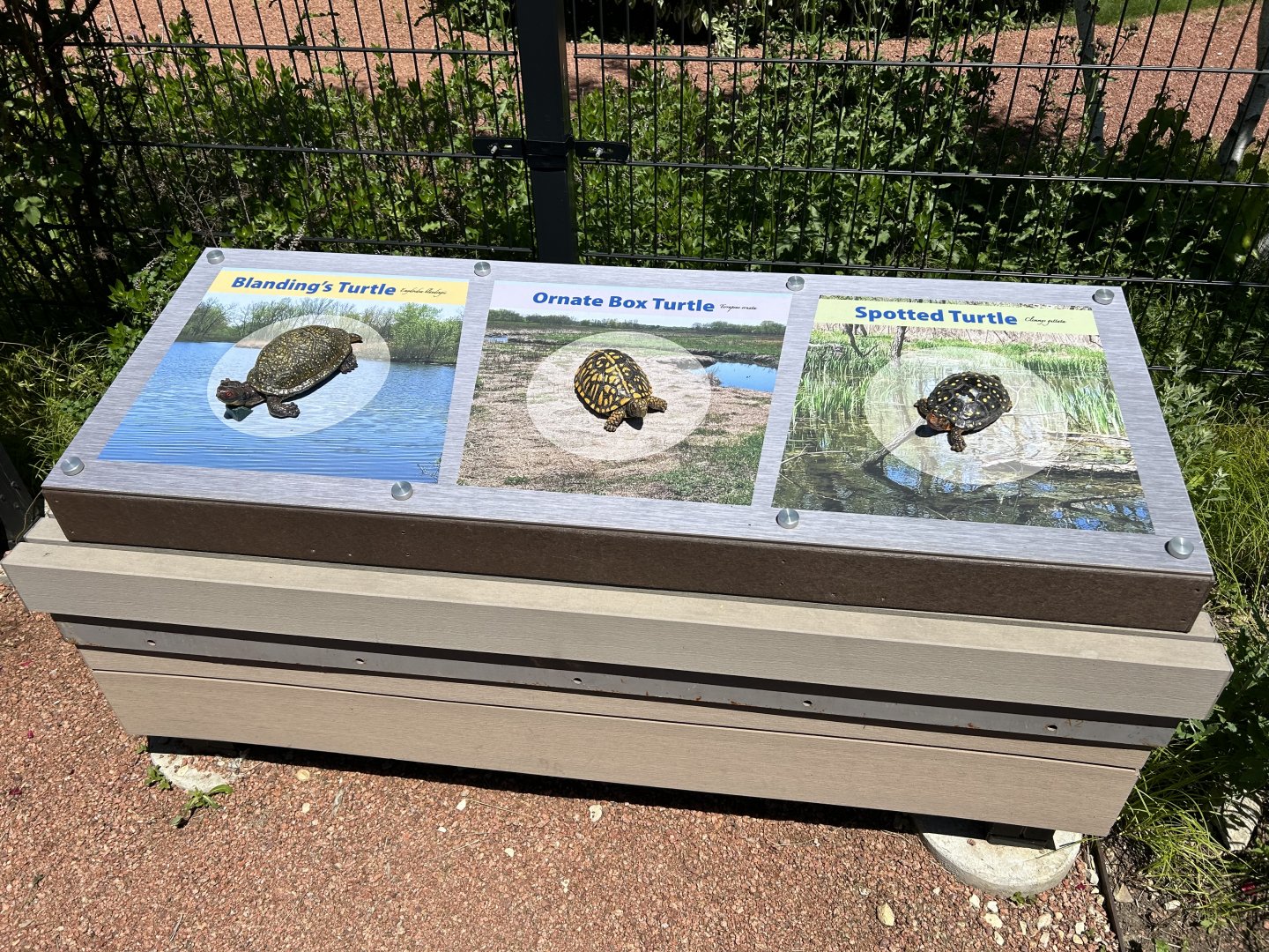 Native Turtle Models