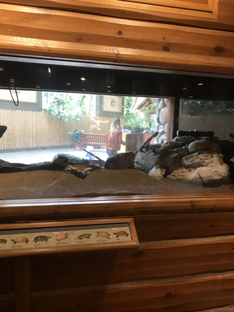 Native turtle tank under maintenance