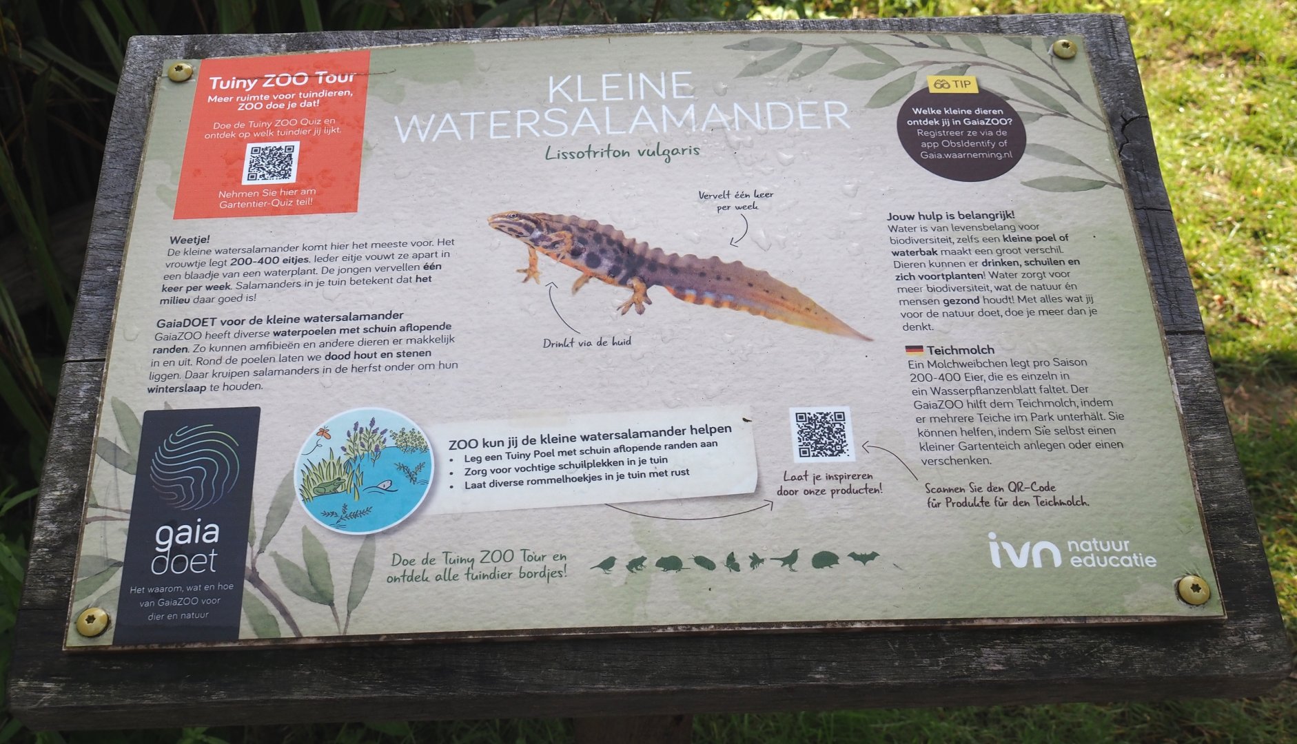 Native wildife signage for Smooth newt, 2024-08-21