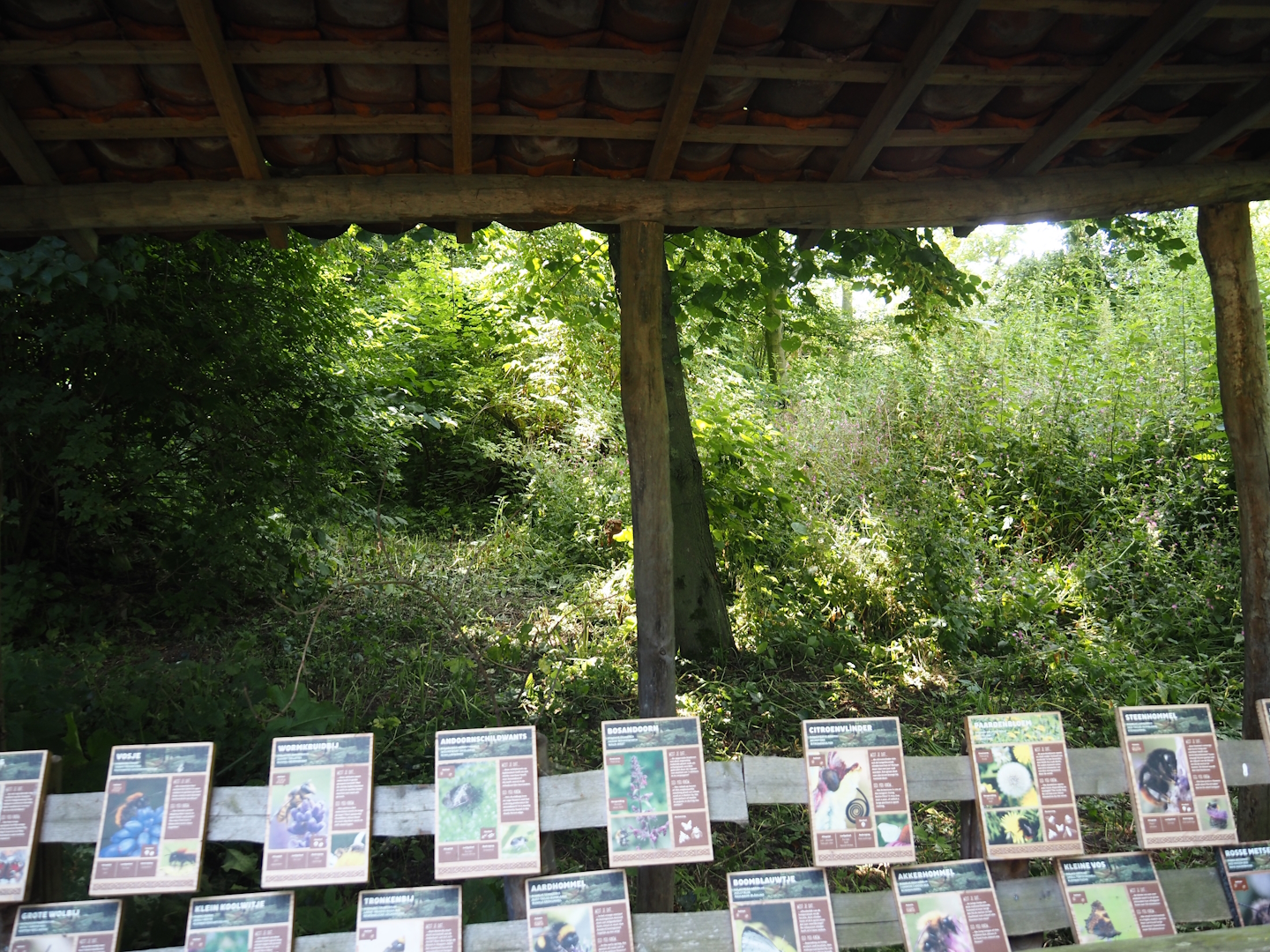 Native wildlife area in the former wolf exhibit, 2024-06-30