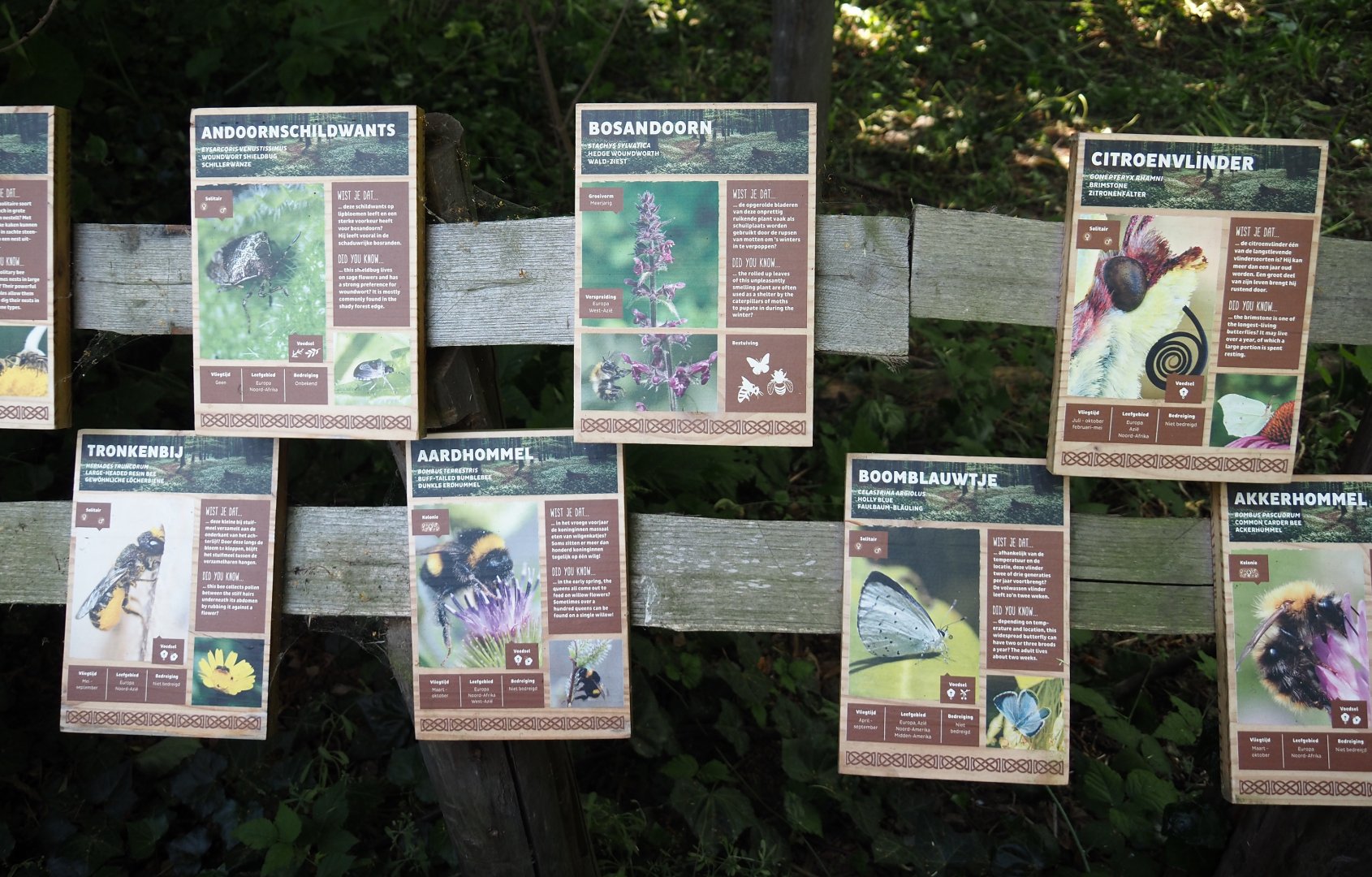 Native wildlife area in the former wolf exhibit - Native wildlife and plant signage, 2024-06-30