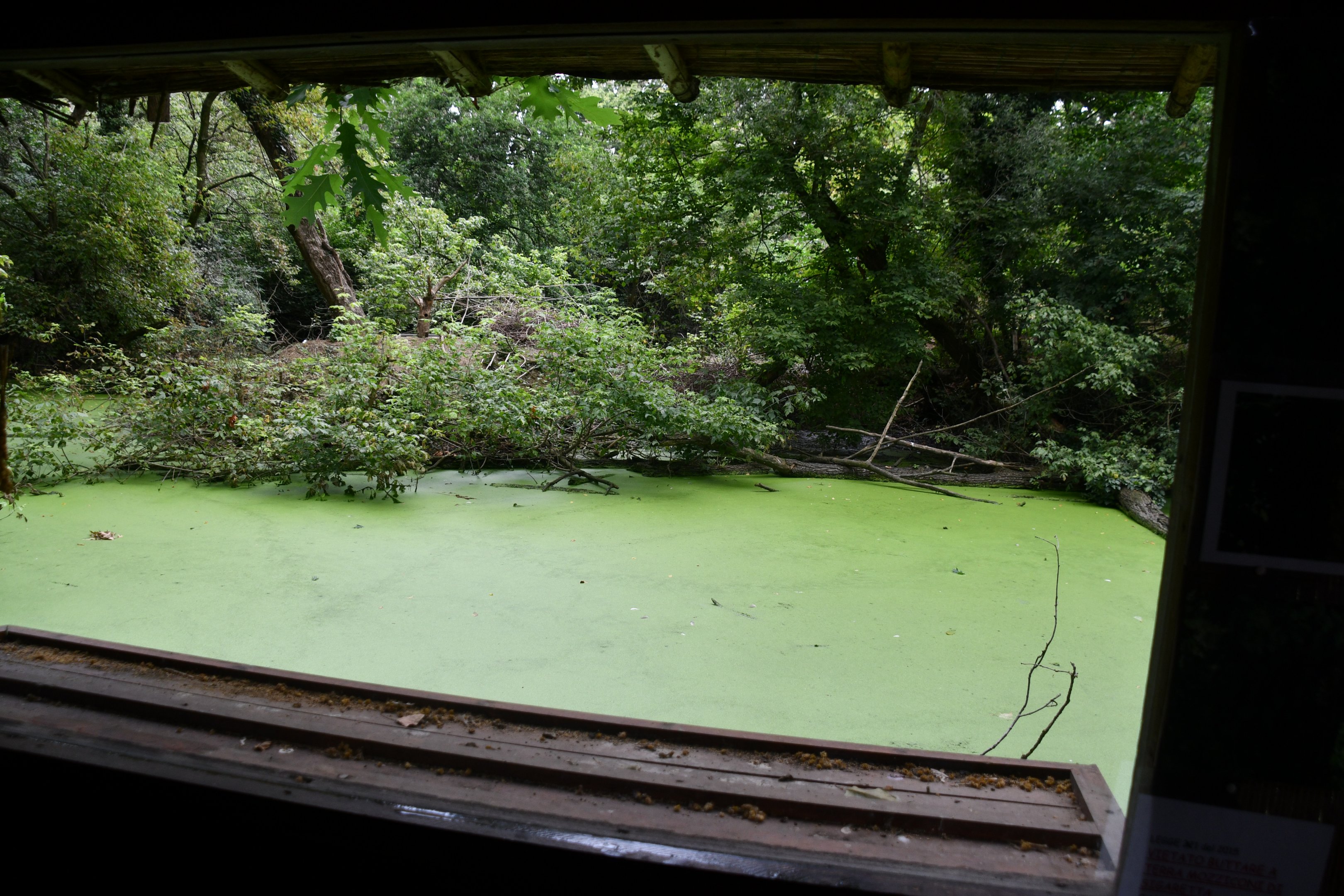 native wildlife habitat (from Kingfisher's exhibit viewing tunnel)
