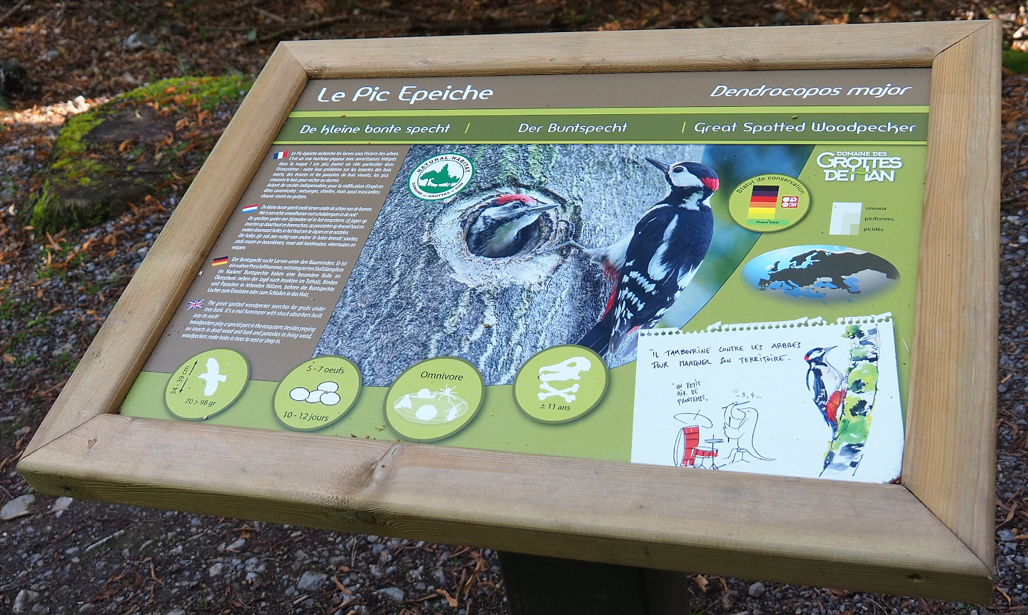Native wildlife in the park signage - Great spotted woodpecker, 2021-08-15